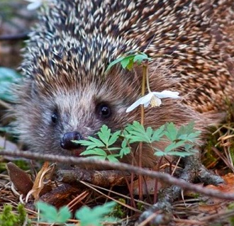 Непушкин Сергей - Улька HubKnigi — Аудиокниги Онлайн | Классика, Детективы, Поэзия и Более