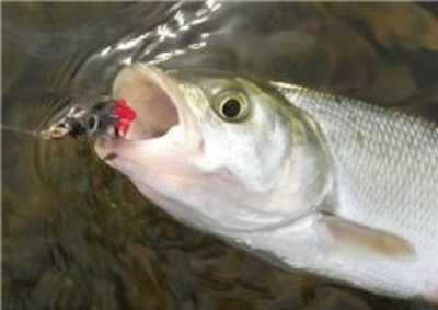 Рыбачьи рассказы HubKnigi — Аудиокниги Онлайн | Классика, Детективы, Поэзия и Более