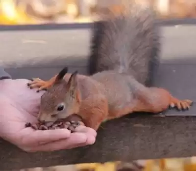 Непушкин Сергей - Пушистая сводница HubKnigi — Аудиокниги Онлайн | Классика, Детективы, Поэзия и Более