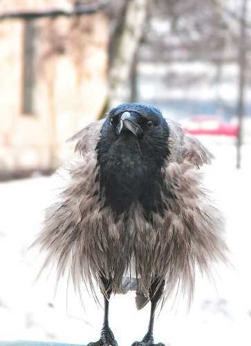 Кривич Михаил, Ольгин Ольгерт - Что-то стало холодать... HubKnigi — Аудиокниги Онлайн | Классика, Детективы, Поэзия и Более