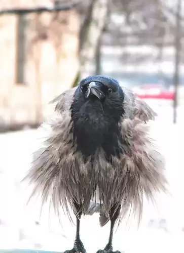 Кривич Михаил, Ольгин Ольгерт - Что-то стало холодать... HubKnigi — Аудиокниги Онлайн | Классика, Детективы, Поэзия и Более