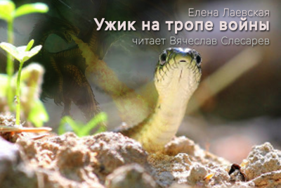 Лаевская Елена - Ужик на тропе войны HubKnigi — Аудиокниги Онлайн | Классика, Детективы, Поэзия и Более
