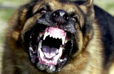 Лансдэйл Джо Р. - Пес HubKnigi — Аудиокниги Онлайн | Классика, Детективы, Поэзия и Более