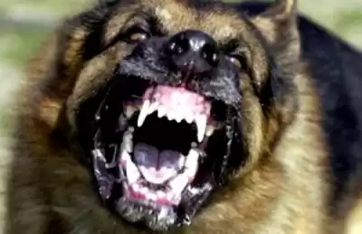 Лансдэйл Джо Р. - Пес HubKnigi — Аудиокниги Онлайн | Классика, Детективы, Поэзия и Более