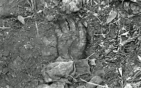 Ракитин Алексей - История гадкого утёнка HubKnigi — Аудиокниги Онлайн | Классика, Детективы, Поэзия и Более