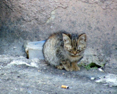 Волчара Серый - История одного Носочка HubKnigi — Аудиокниги Онлайн | Классика, Детективы, Поэзия и Более