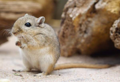 SansaraAra - Укол в мышь HubKnigi — Аудиокниги Онлайн | Классика, Детективы, Поэзия и Более