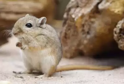 SansaraAra - Укол в мышь HubKnigi — Аудиокниги Онлайн | Классика, Детективы, Поэзия и Более