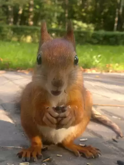 Александр Аве (Александр Ефанов) - Белка и Еж мечтают о счастье. HubKnigi — Аудиокниги Онлайн | Классика, Детективы, Поэзия и Более