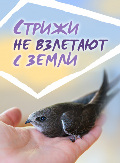 Стахеев Сергей - Стрижи не взлетают с земли HubKnigi — Аудиокниги Онлайн | Классика, Детективы, Поэзия и Более