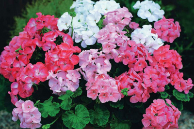 Шабад Аарон - Герань HubKnigi — Аудиокниги Онлайн | Классика, Детективы, Поэзия и Более