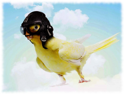 Номак Евгений - Межгалактический пастух. Дело о попугайчиках HubKnigi — Аудиокниги Онлайн | Классика, Детективы, Поэзия и Более