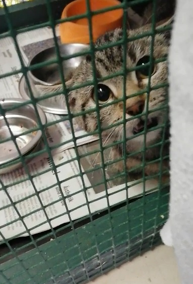 Ерофим Сысоев – Второе пришествие HubKnigi — Аудиокниги Онлайн | Классика, Детективы, Поэзия и Более