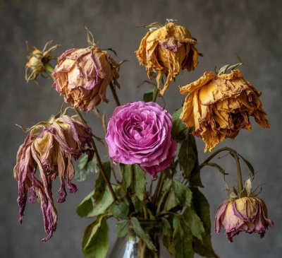 Артур Алехин, Андрей Туркин – Их на могилу стыдно положить HubKnigi — Аудиокниги Онлайн | Классика, Детективы, Поэзия и Более