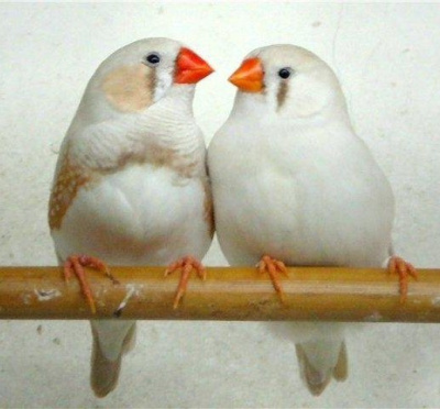 Драгунский Виктор – Белые амадины HubKnigi — Аудиокниги Онлайн | Классика, Детективы, Поэзия и Более